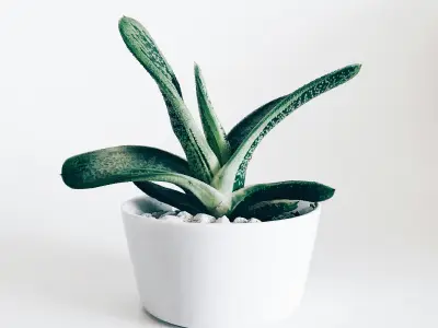 完美对战APP
